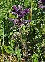 bartsia alpina